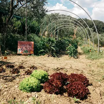 Agriturismo Il Pintello
