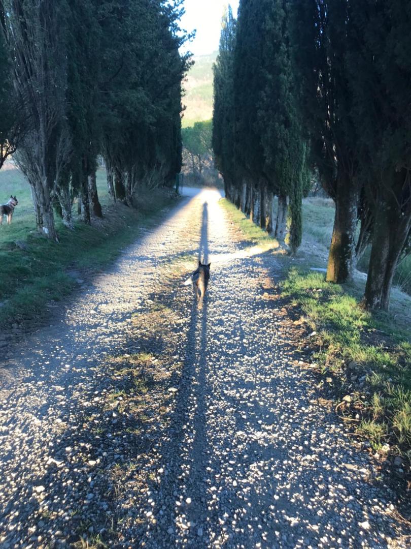 Villa Poggio Dei Cipressi