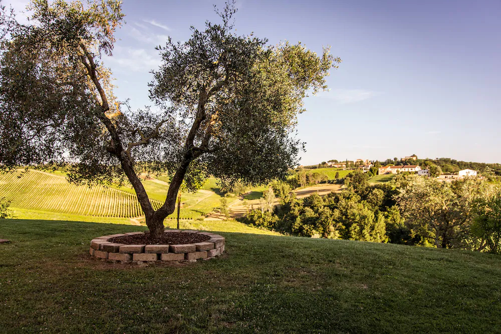 Azienda Agricola Musignano