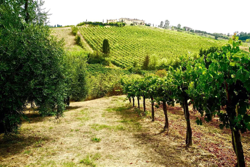 Azienda Agricola Musignano
