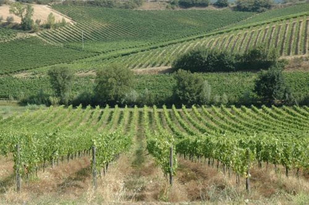 Azienda Agricola Musignano