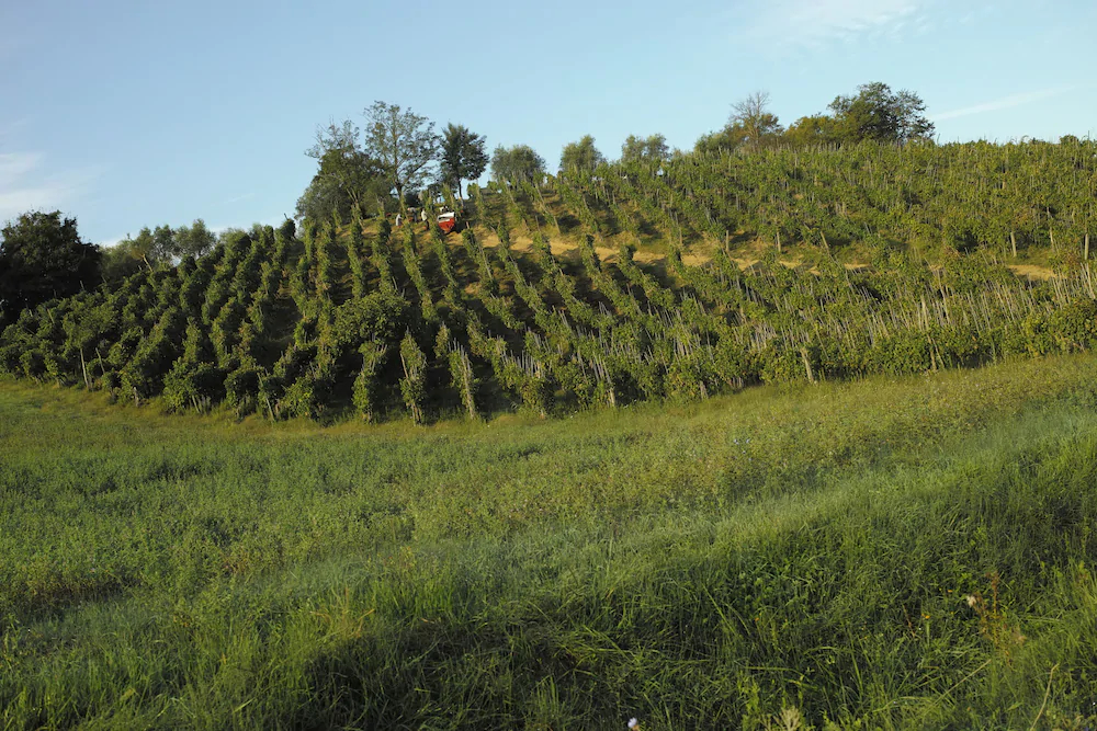 Azienda Agricola Musignano