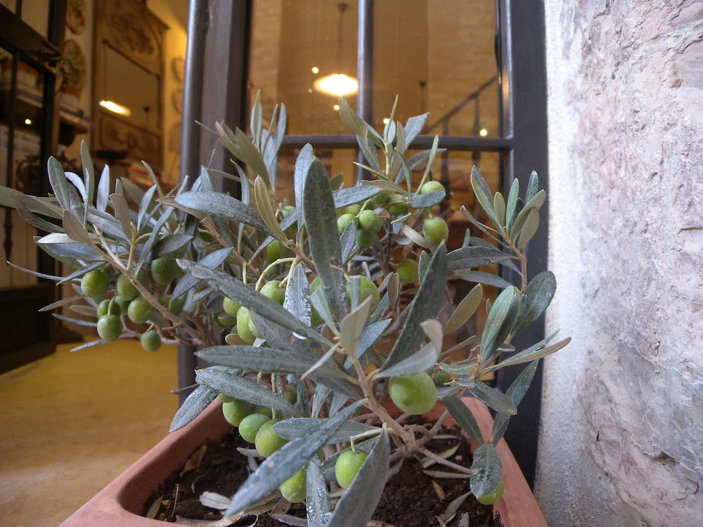 Bed and Breakfast A Casa delle Fate