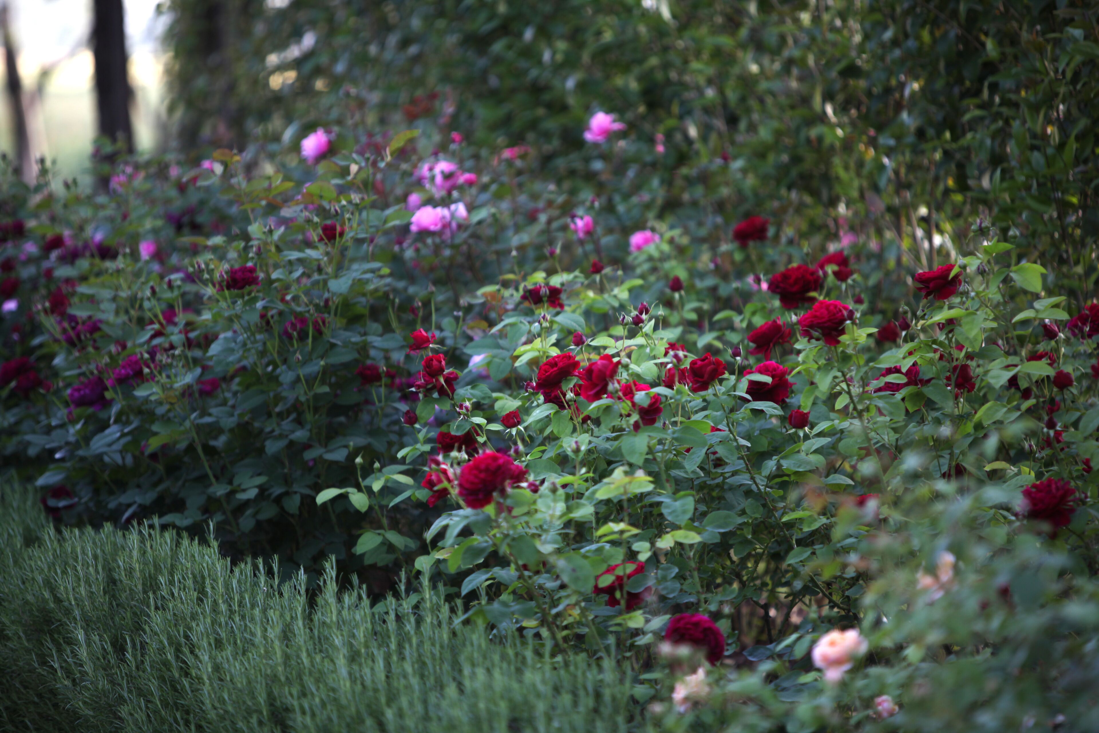Garden Resort & Spa San Crispino