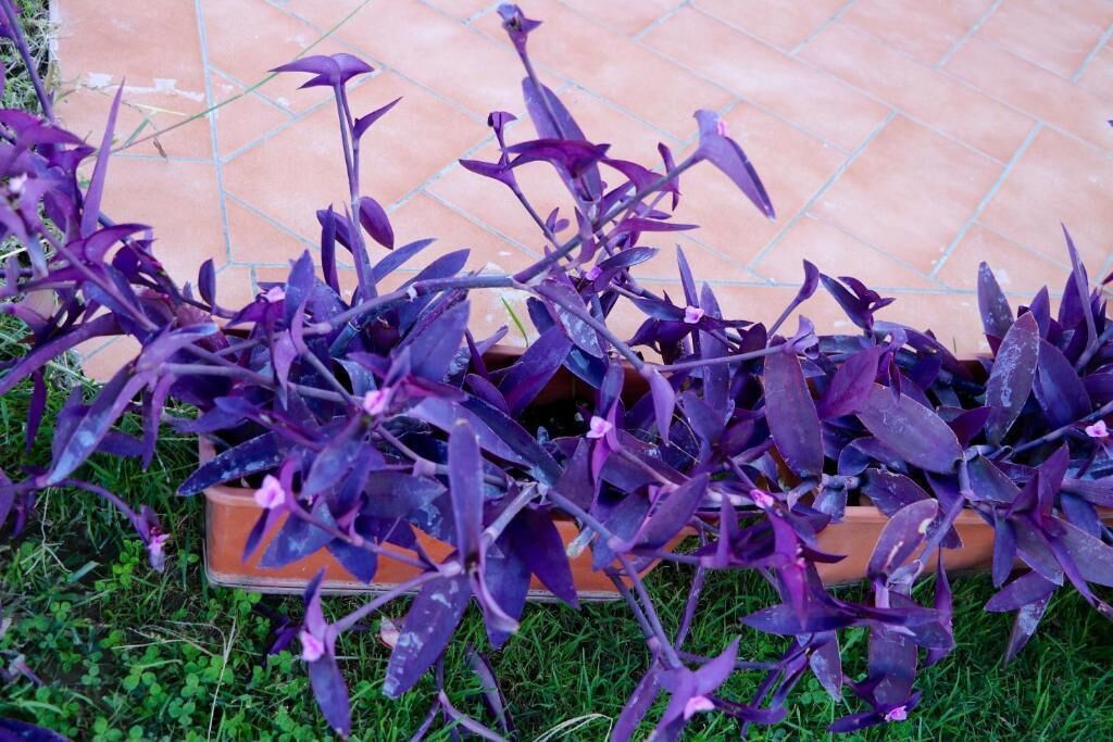 Parcoverdepino