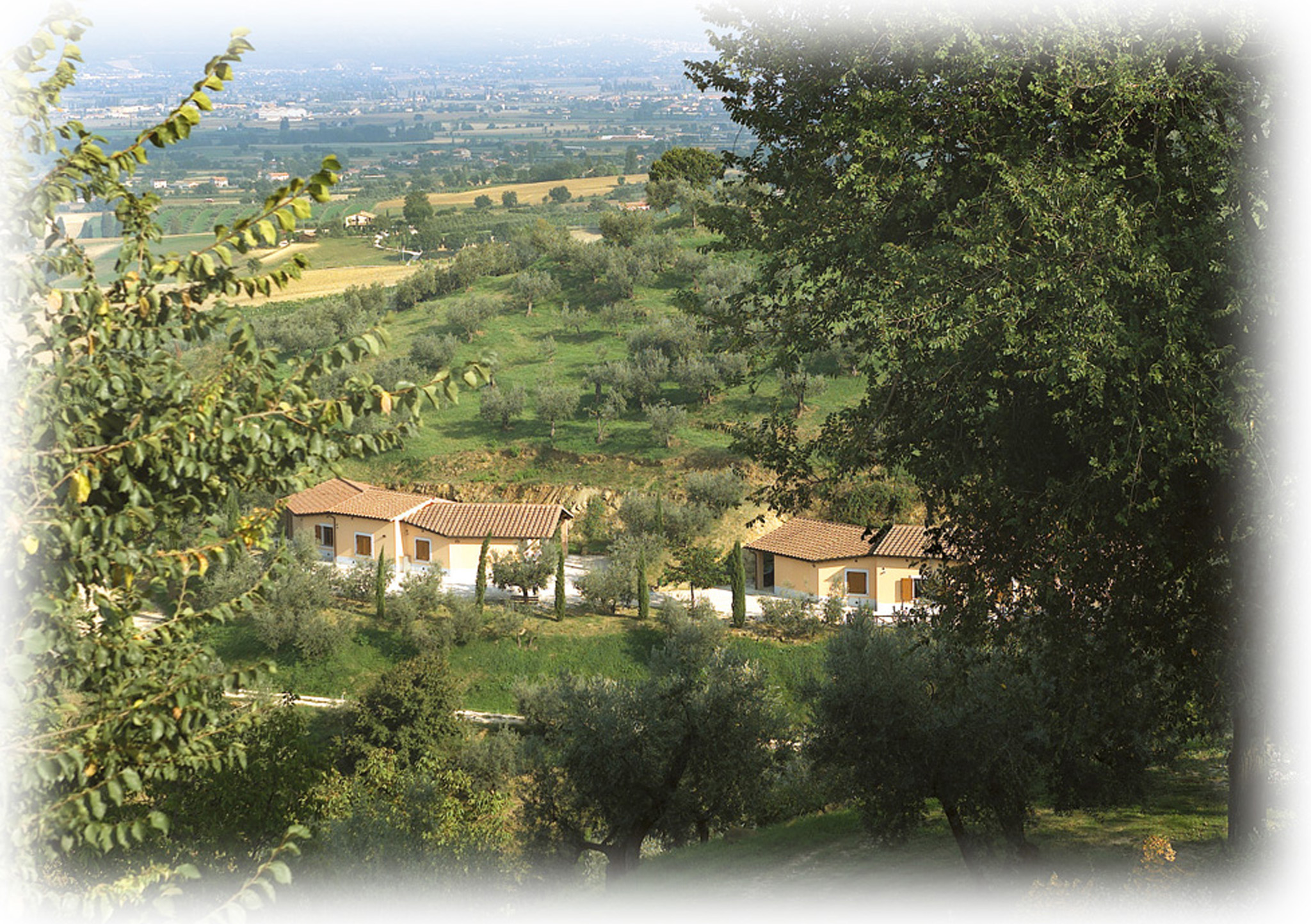 Il Poggio degli Olivi