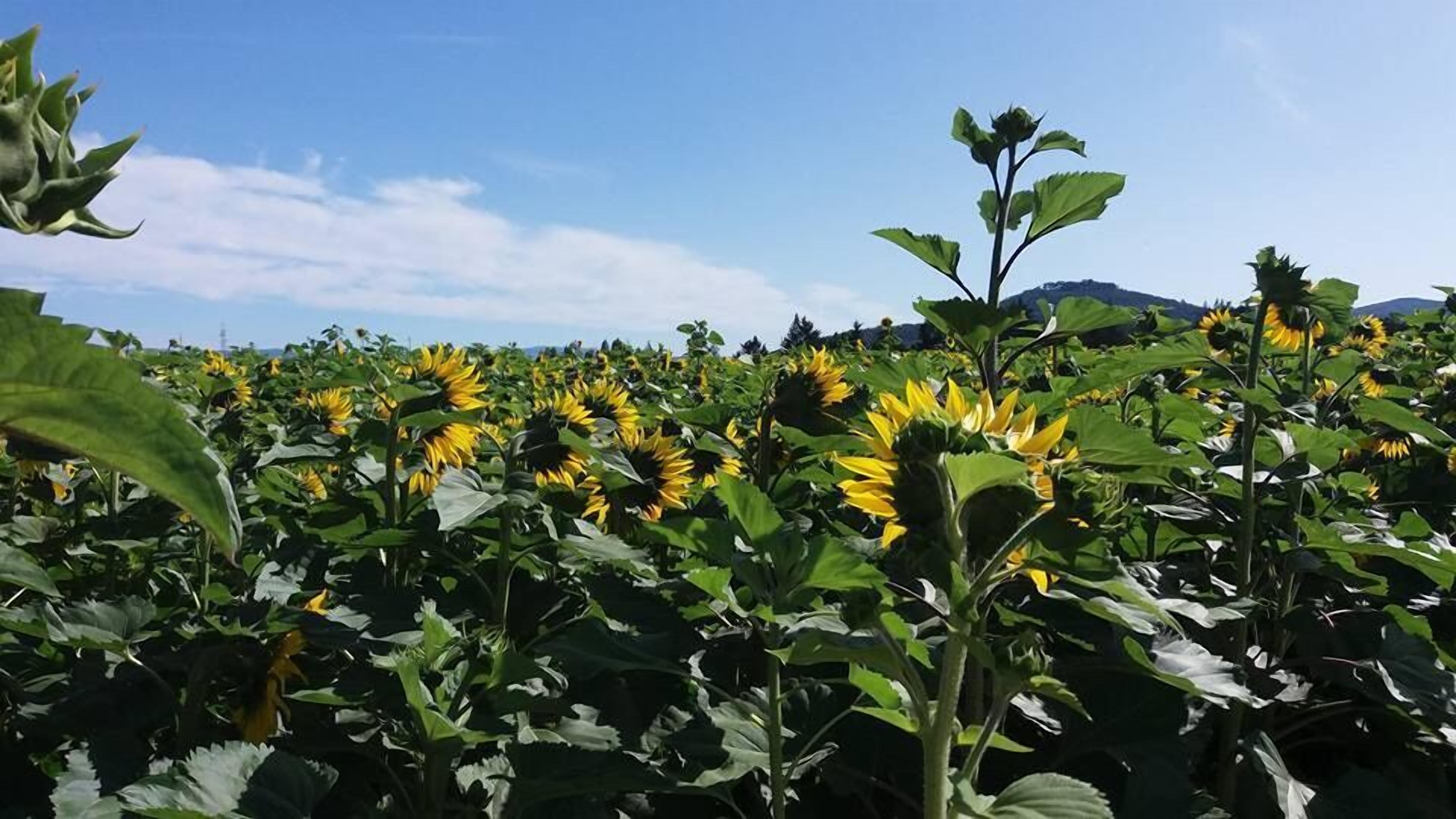 La Sosta Di Braccio