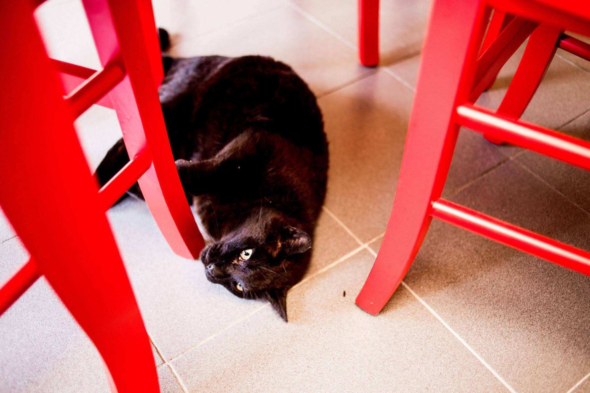 Alloggio del Gatto