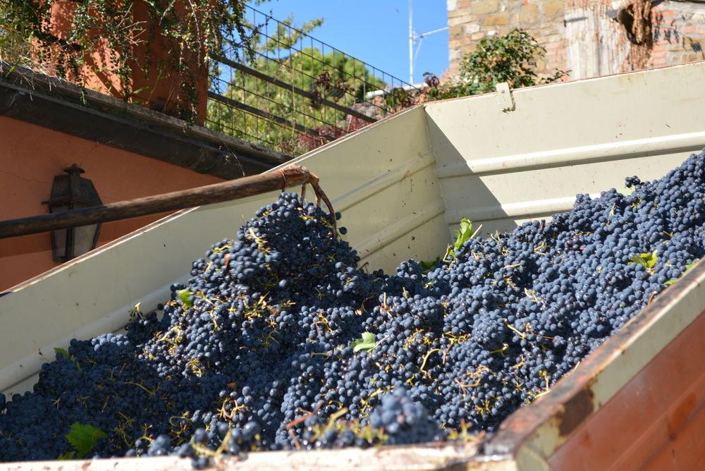 La Volpe e L'Uva