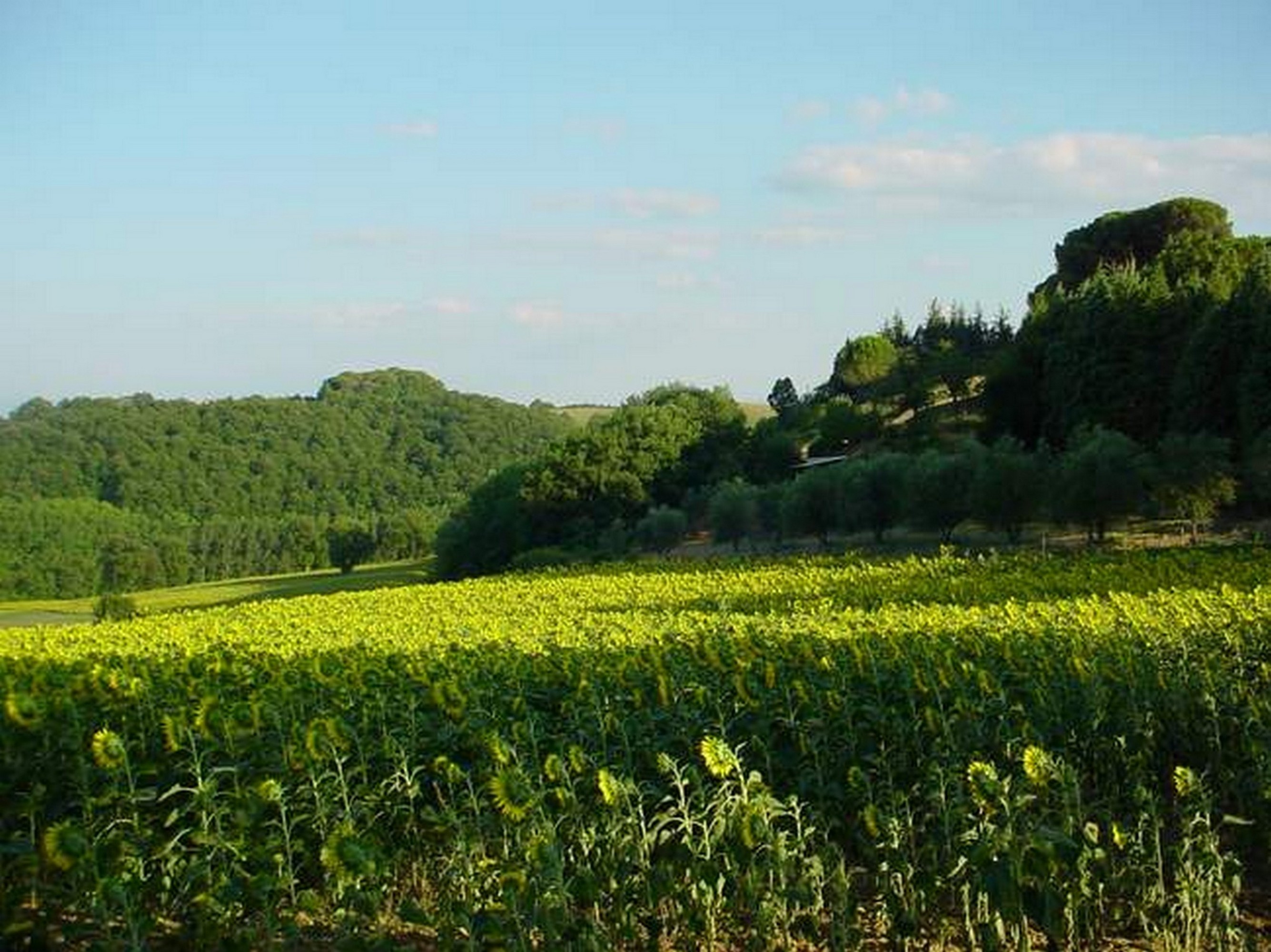Podere Caldaruccio La Pineta