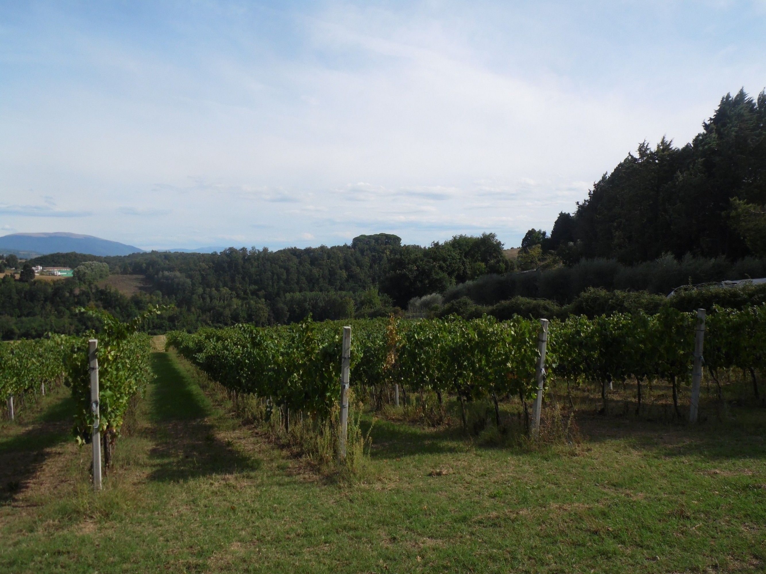 Podere Caldaruccio La Pineta