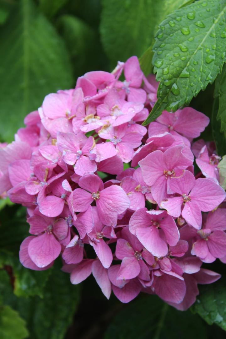 Stresa Complex Levoasi