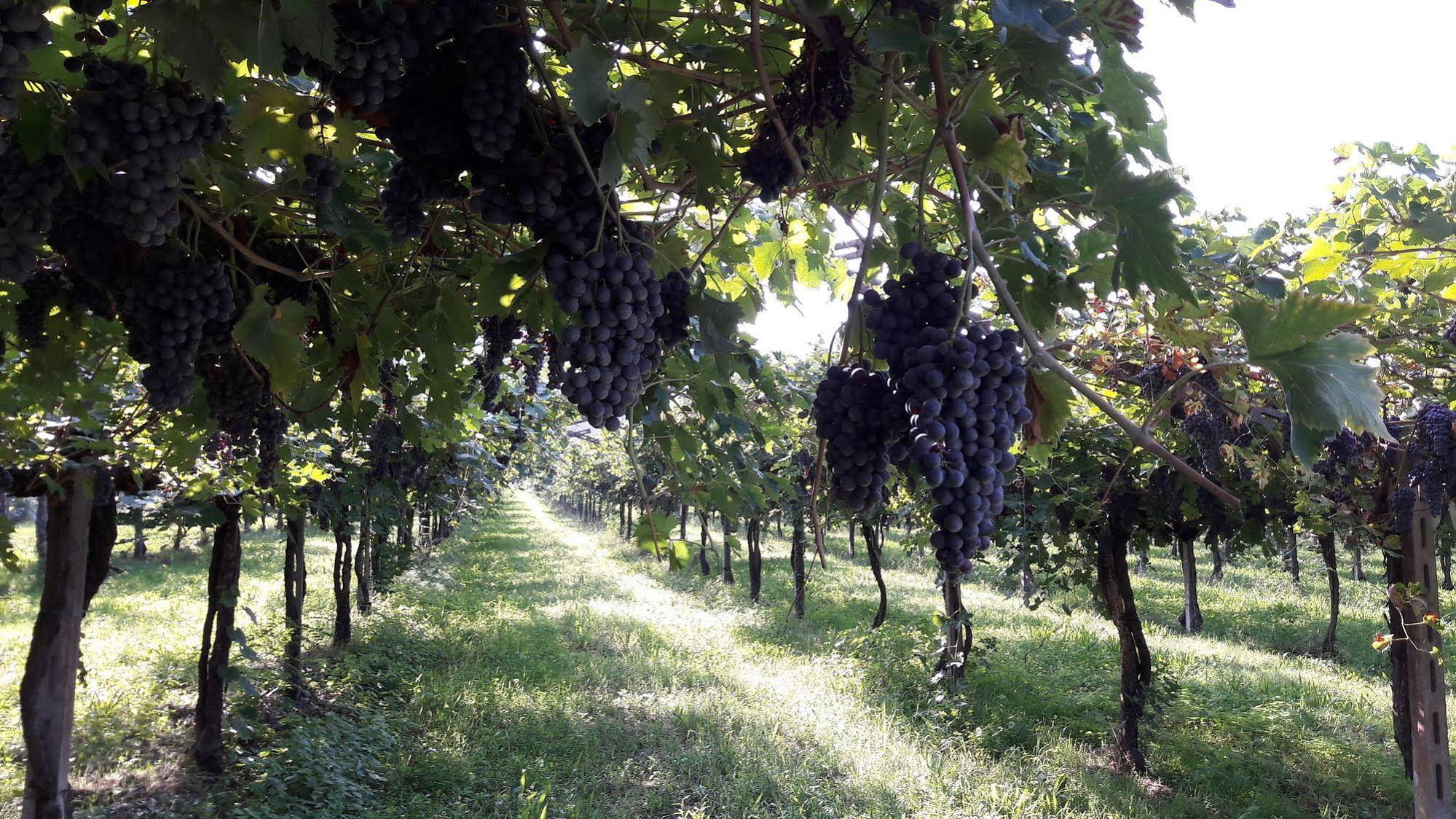 Agriturismo Camparella