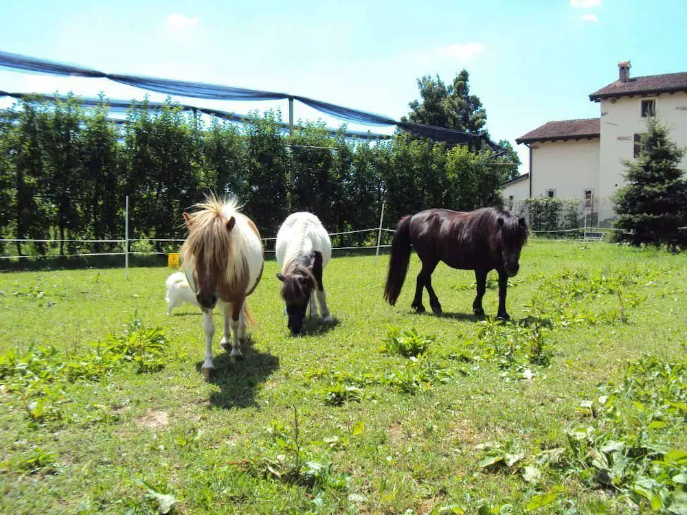 Agriturismo Ca Del Ferro