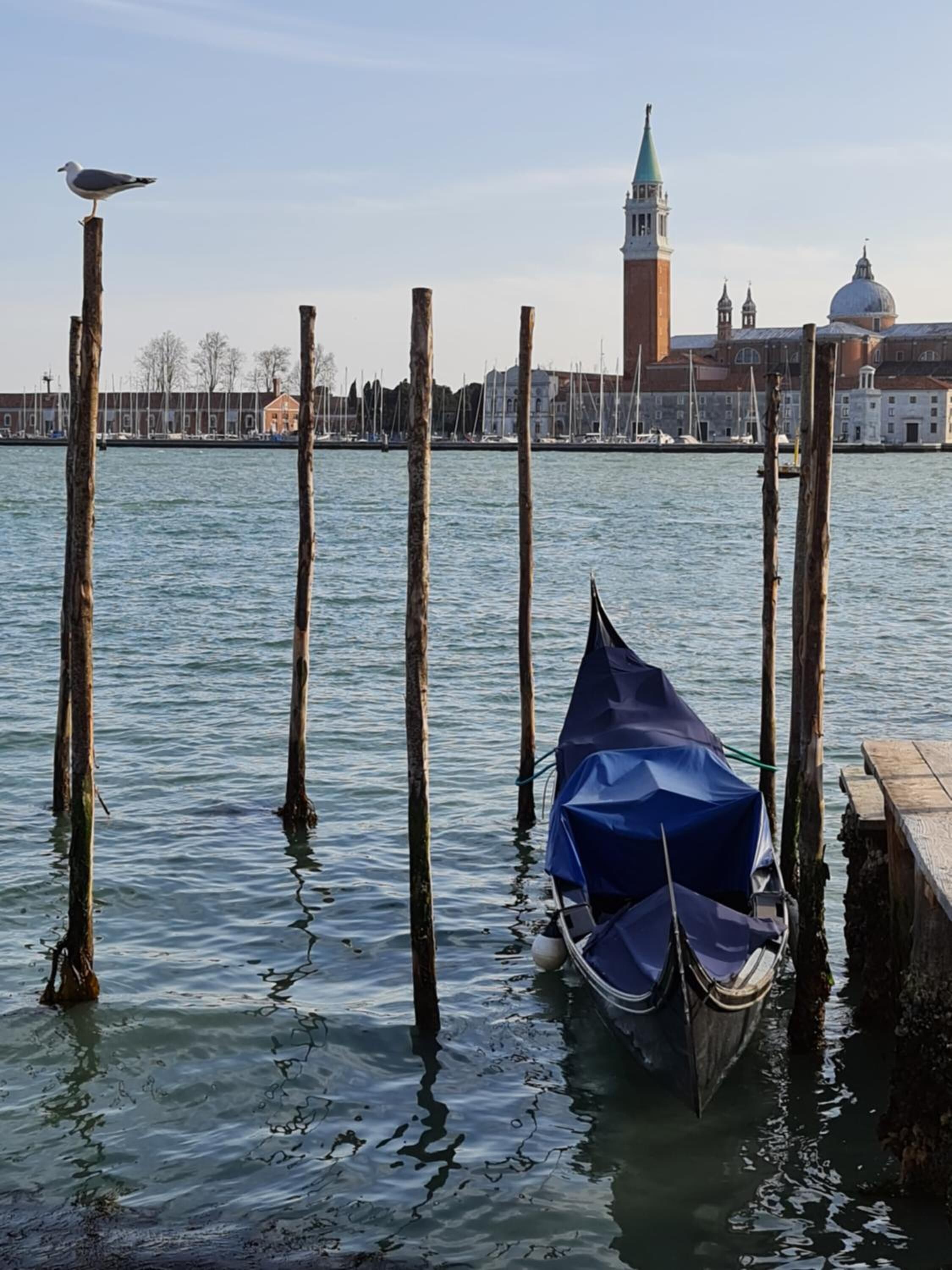 Friendly Venice