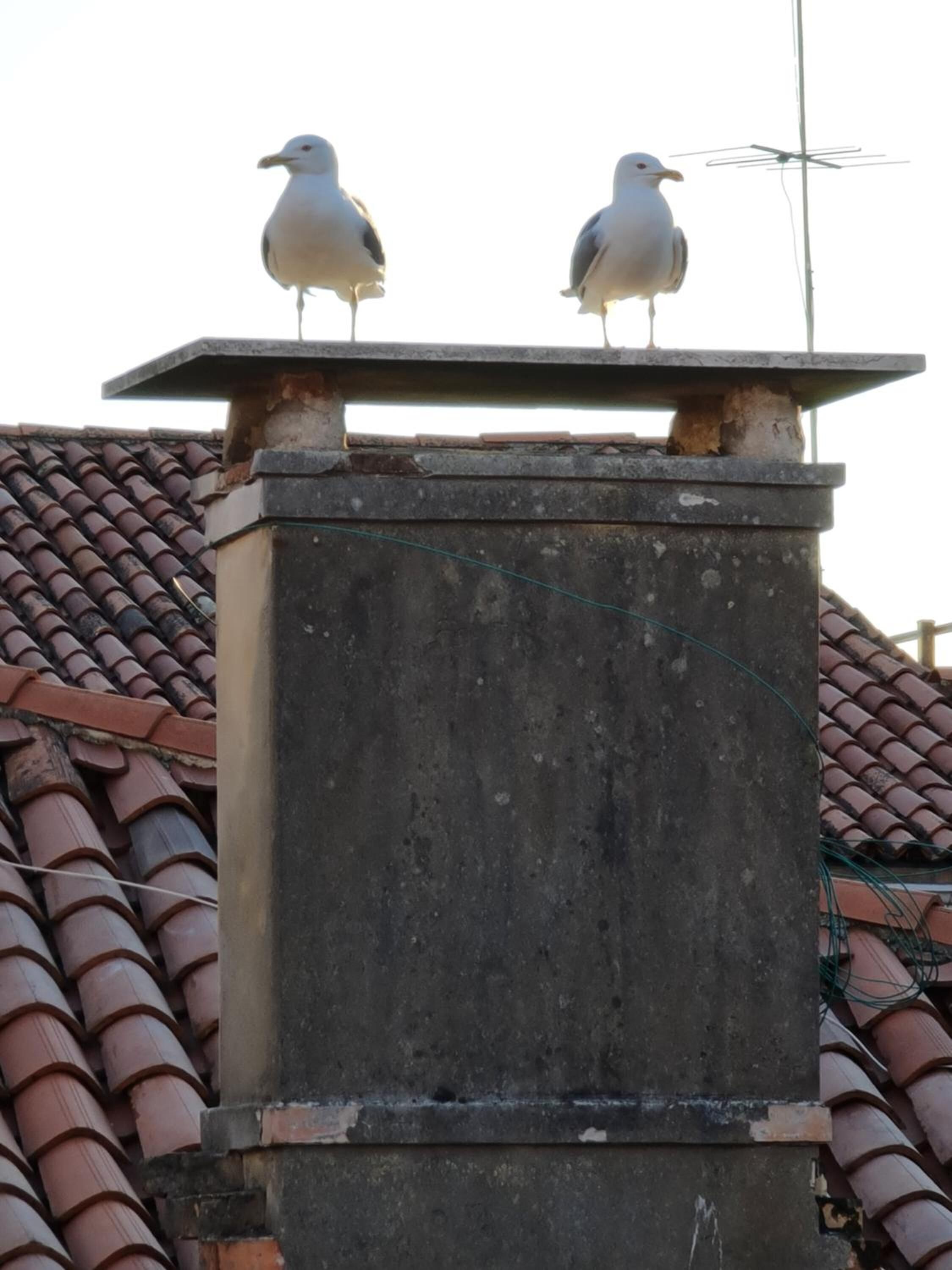 Friendly Venice