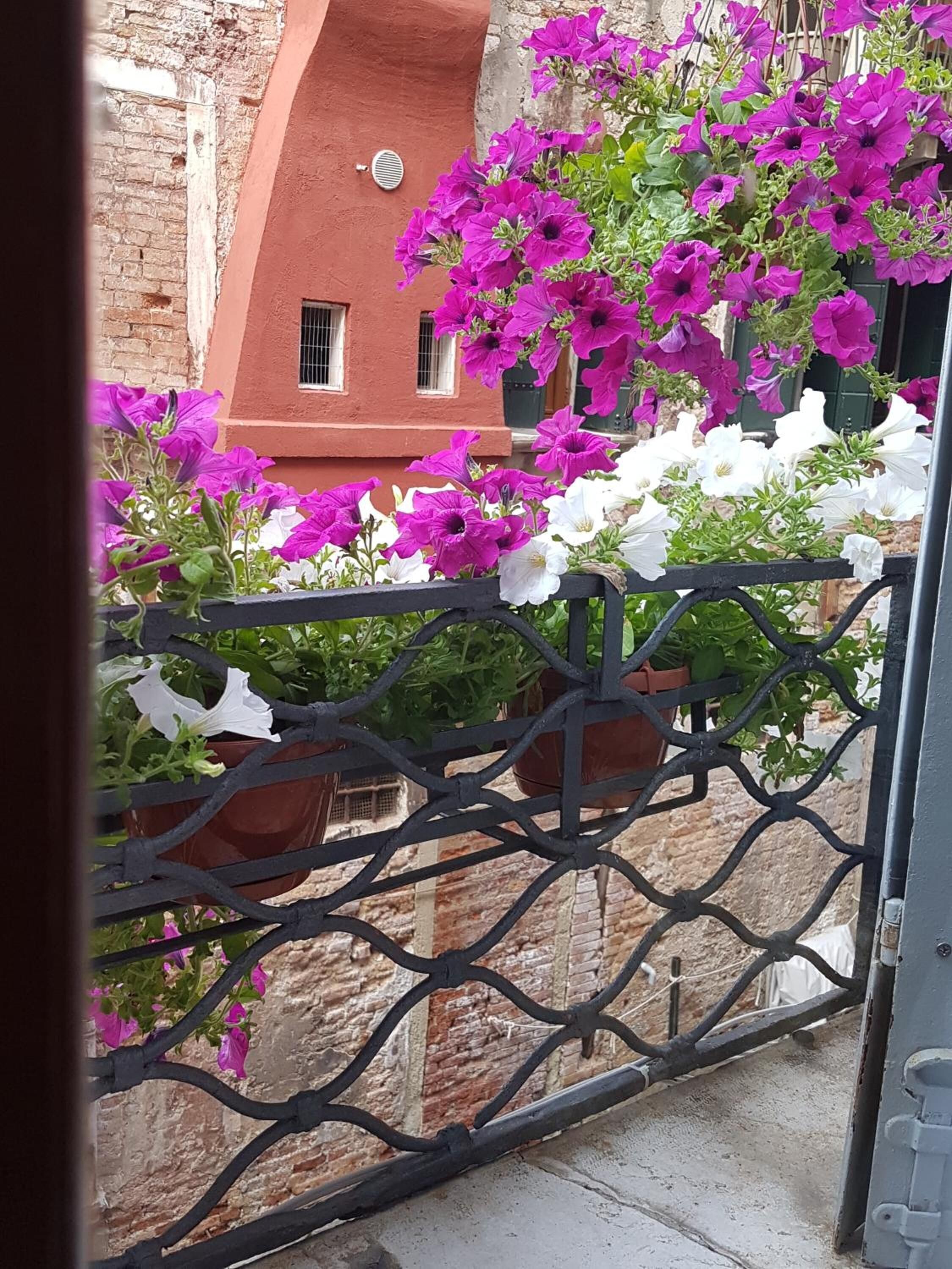 Friendly Venice