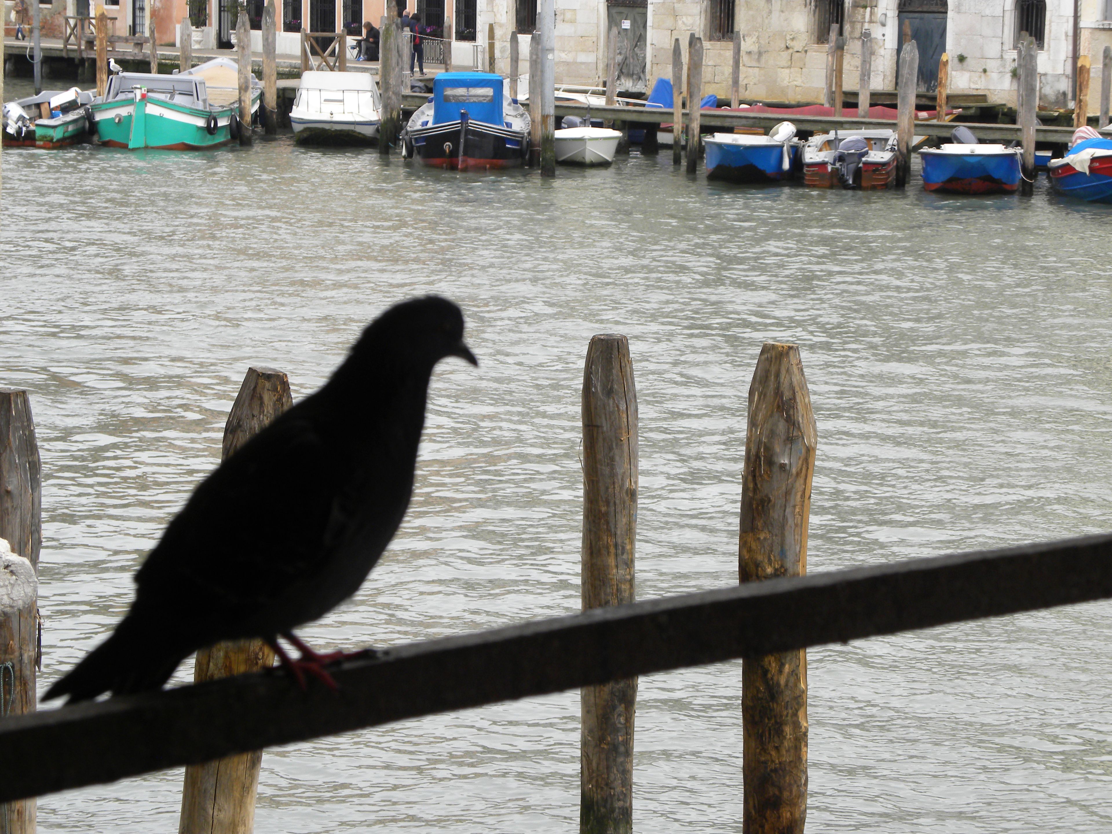 La Felice Canal Grande