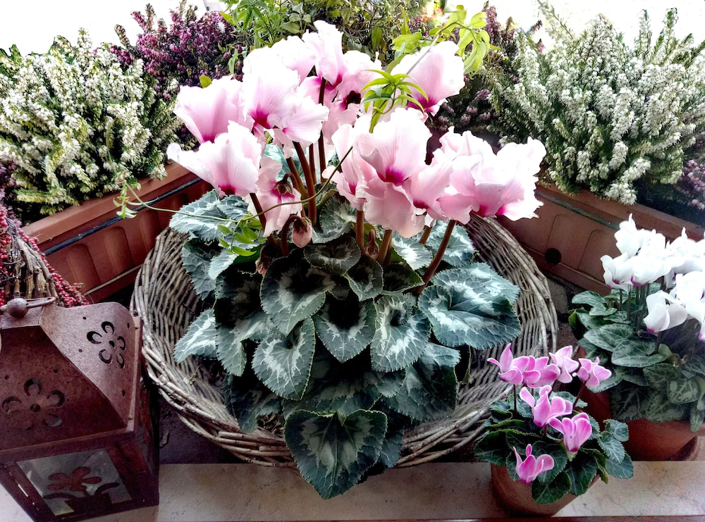 San Giorgio degli Schiavoni Apartments