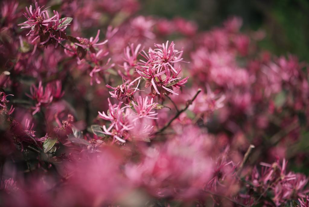 Residenza Le Batesine