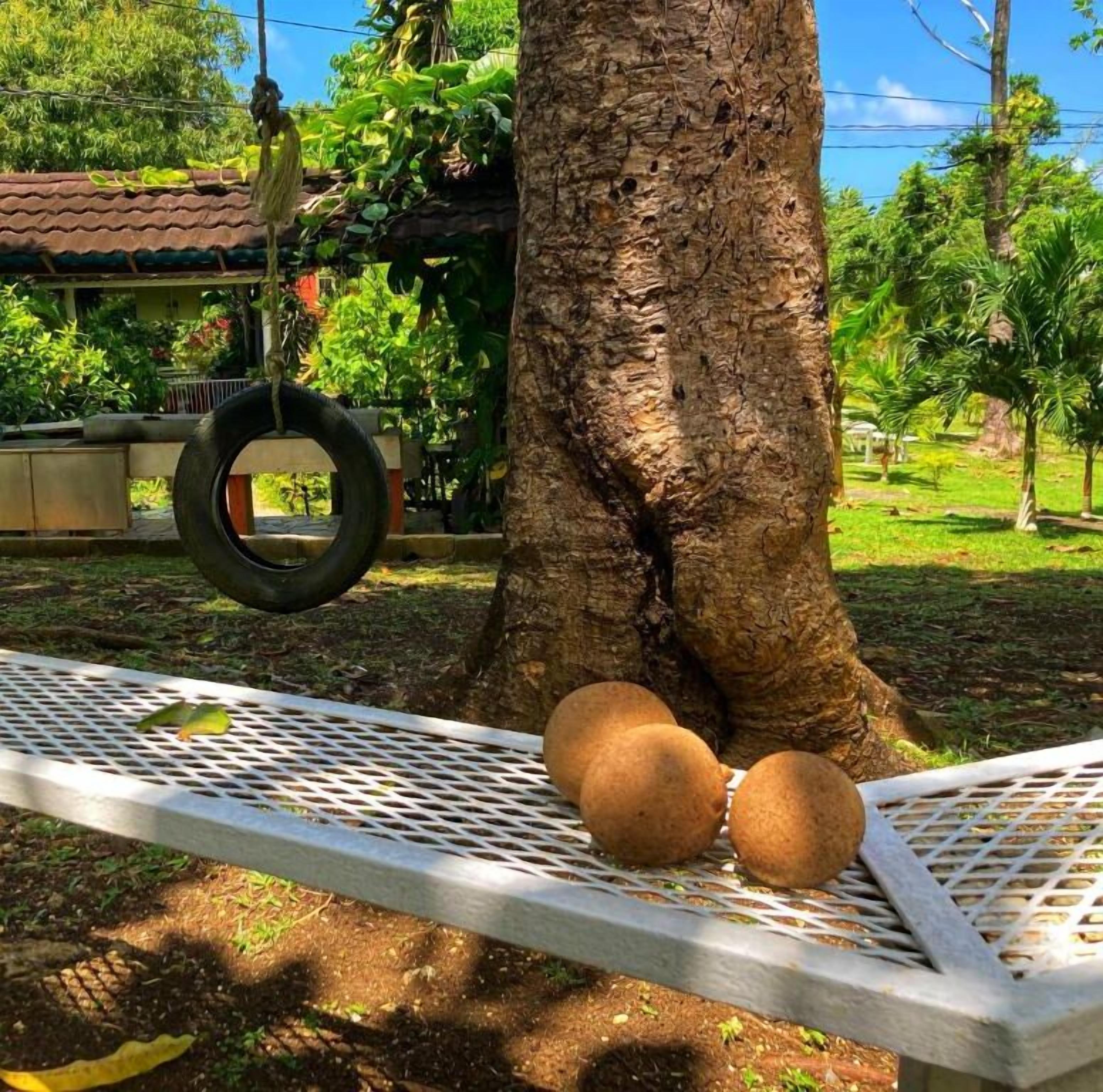 Areca Palms