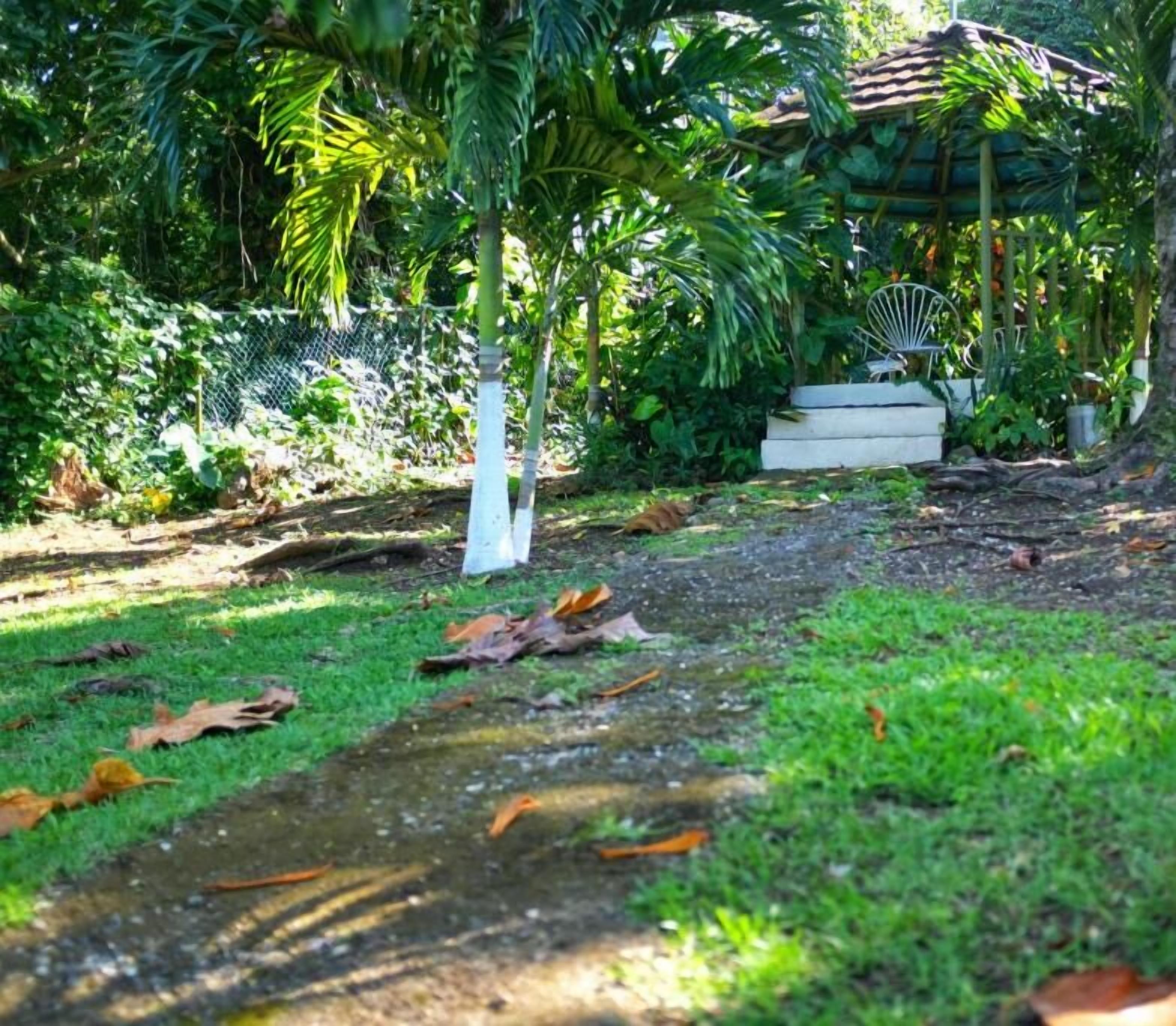 Areca Palms