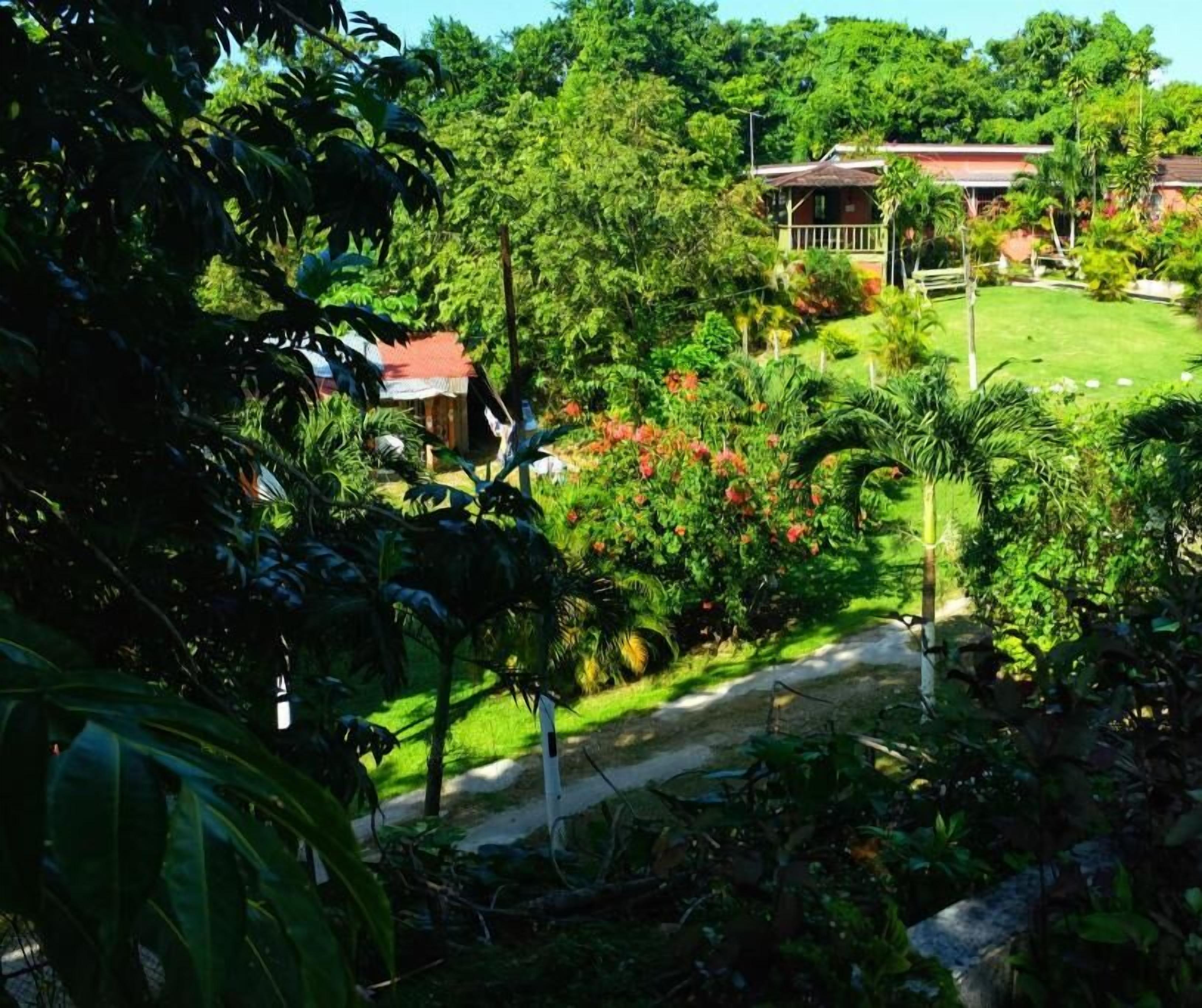 Areca Palms