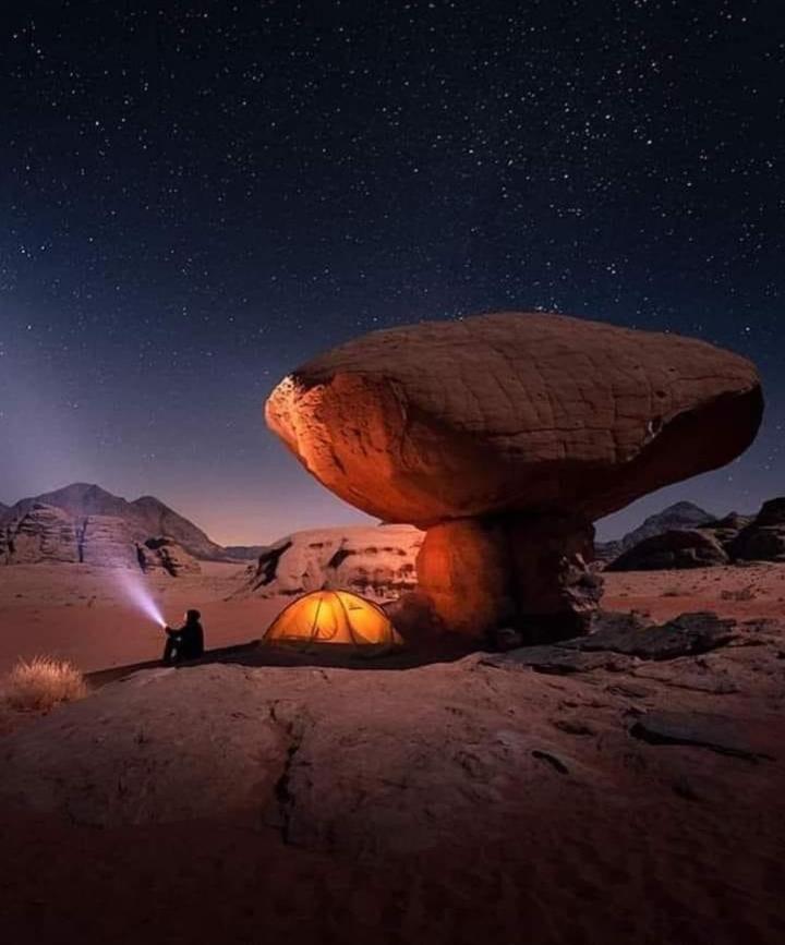Desert Wolf Camp