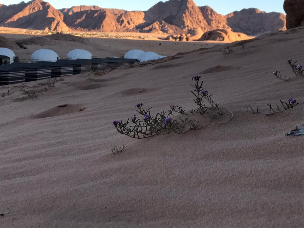 Oryx Camp