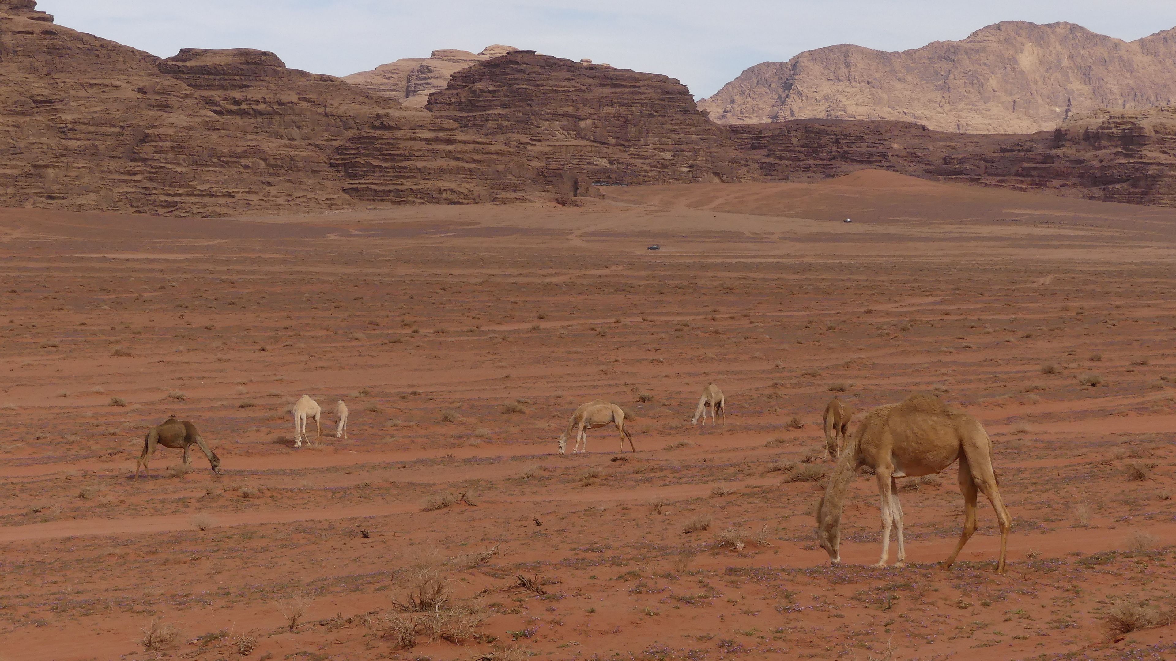 Wadirum Desert Tours camp