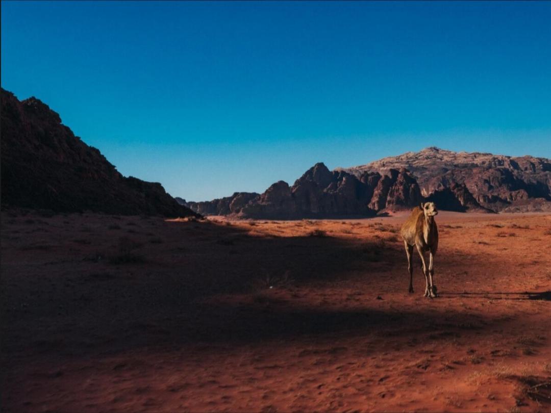 Wadi Rum Moon Camp