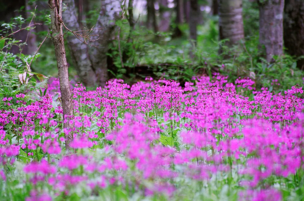 Moritsubetsu