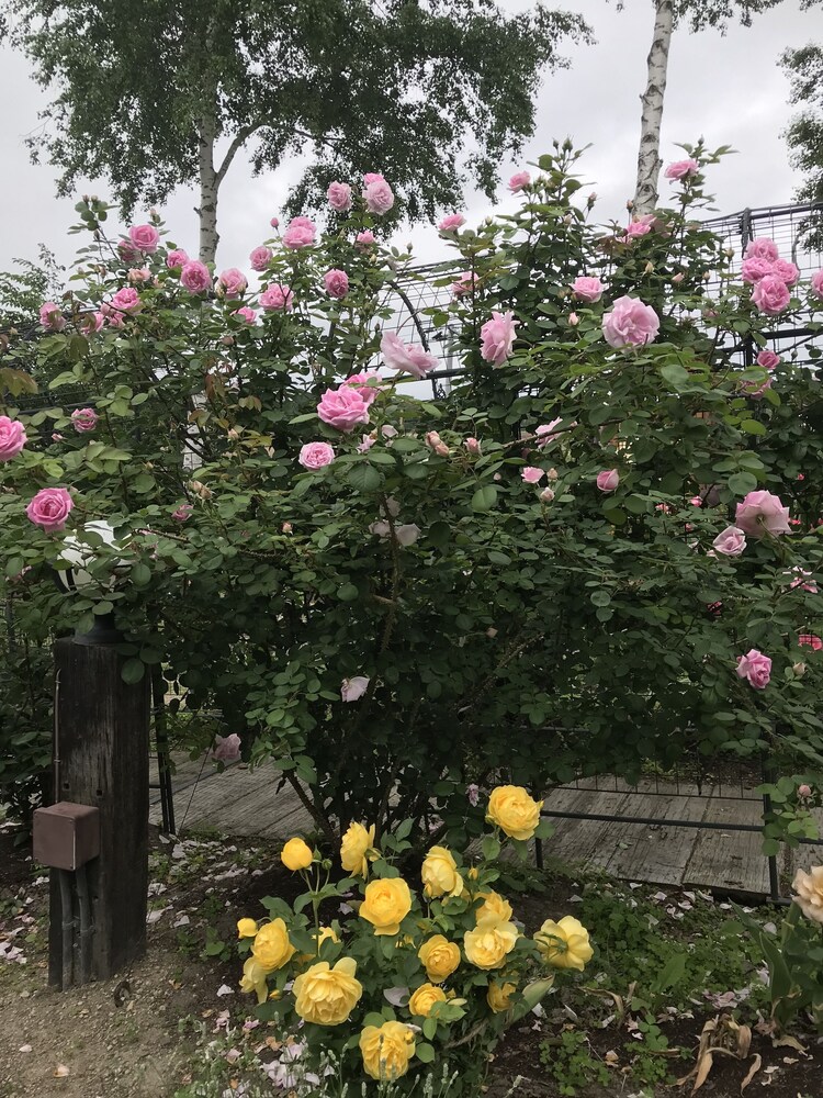 Ritz Garden Niji