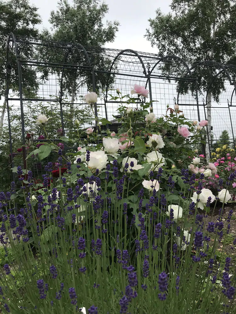Ritz Garden Niji
