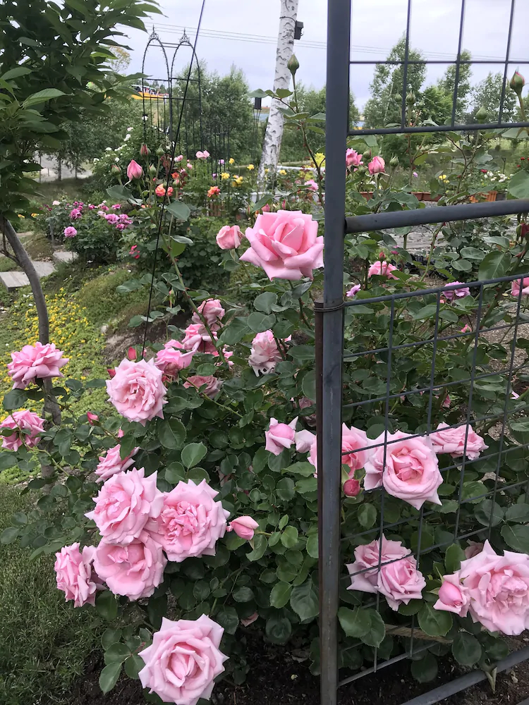 Ritz Garden Niji