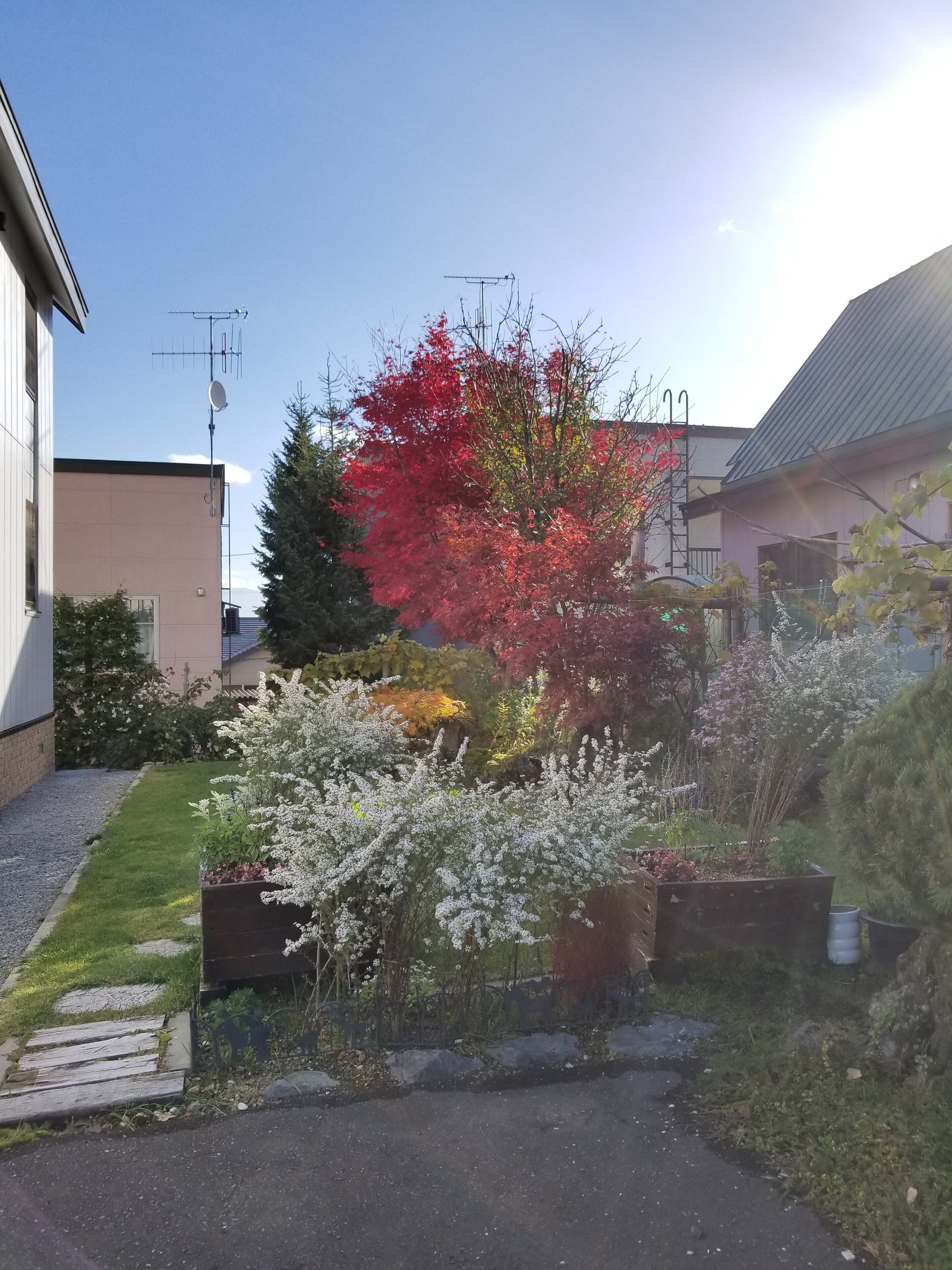 Donguri House