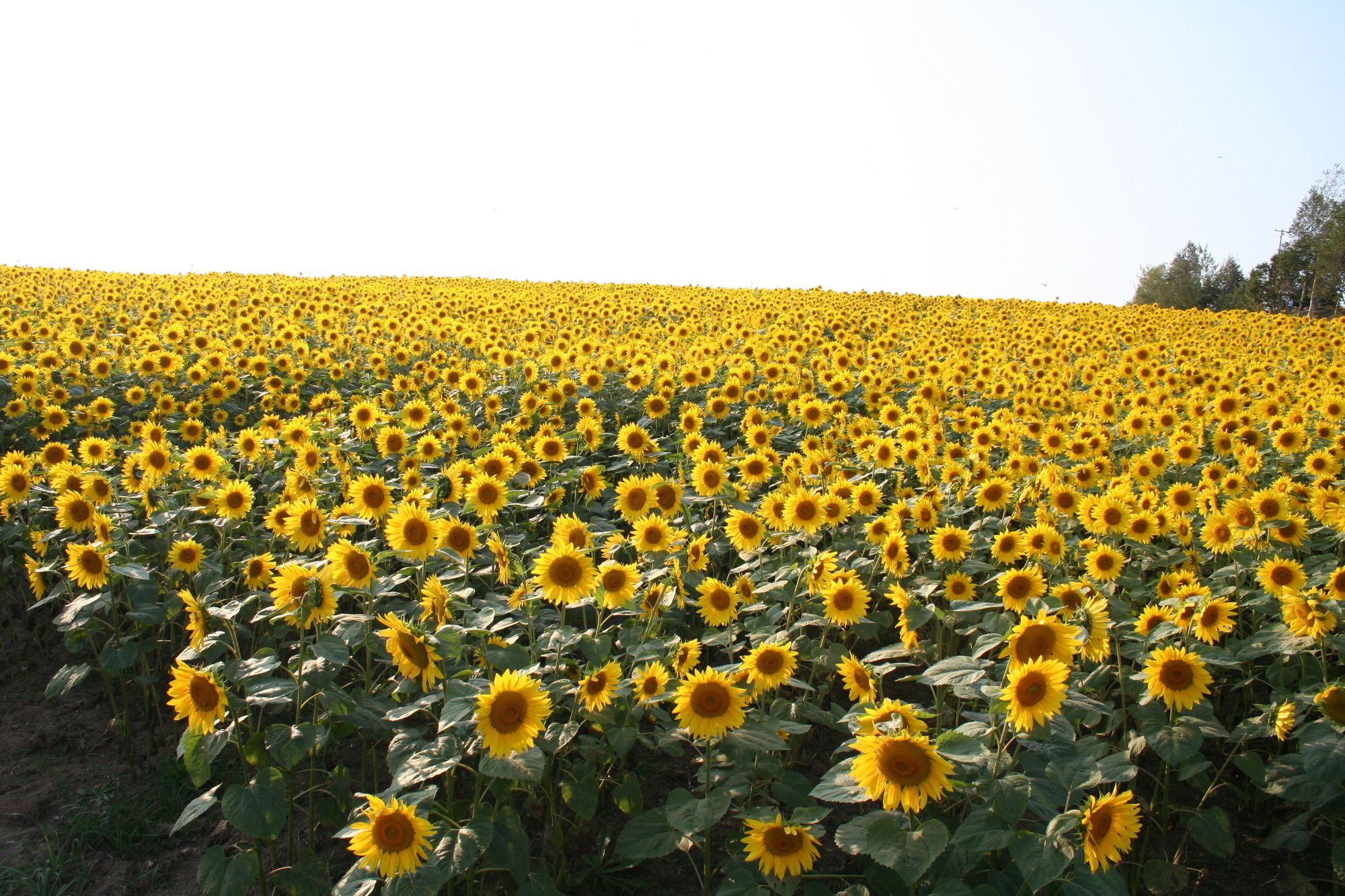 Furano Natulux Hotel