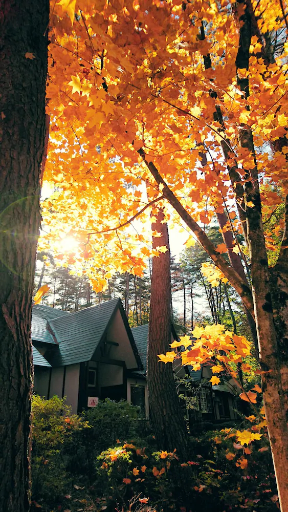 Pension Maple Leaf