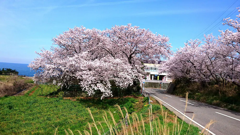 Takasusou