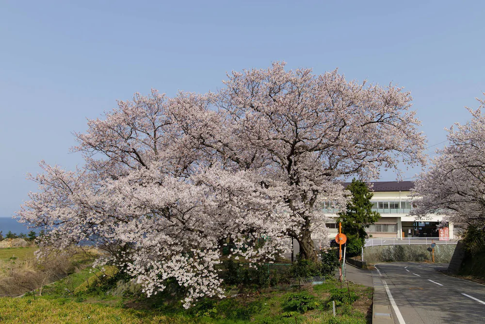 Takasusou