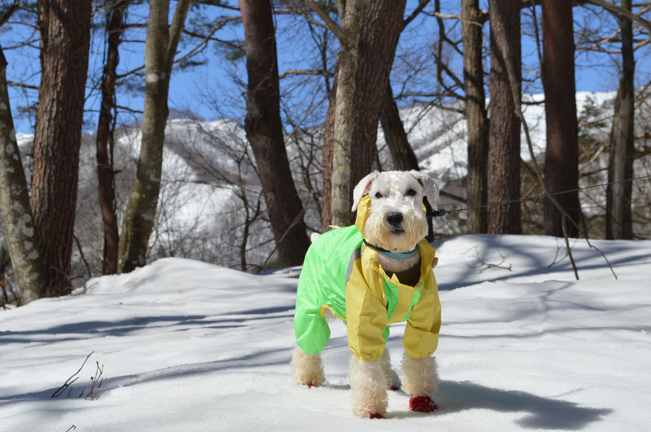 Dog-friendly Inn Hakuba Pension Alyeska