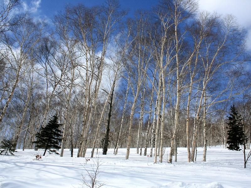 The Cultured Apartments Hakuba