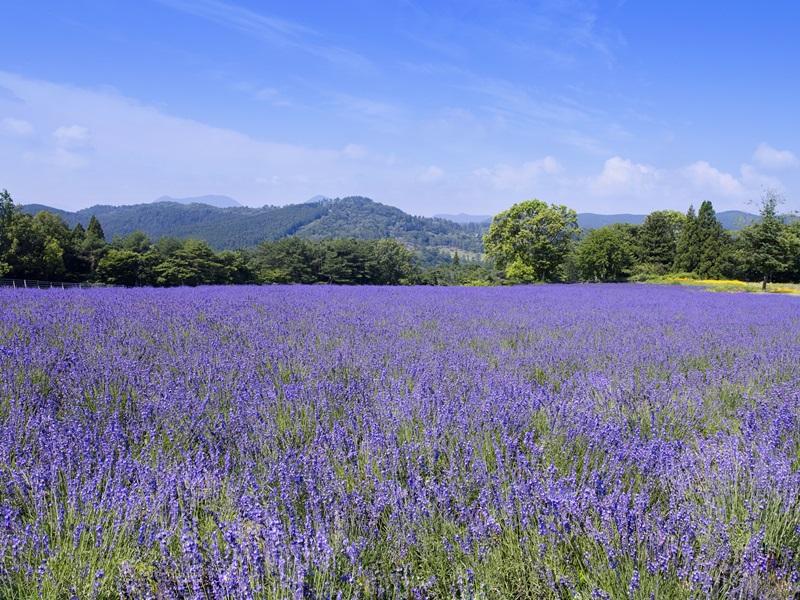 Menard Aoyama Resort