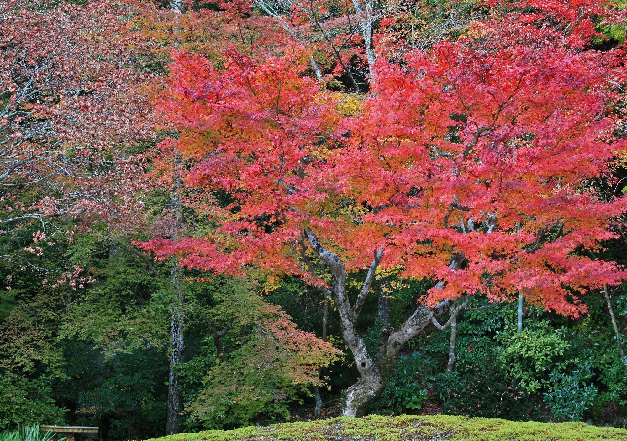 Sojiin