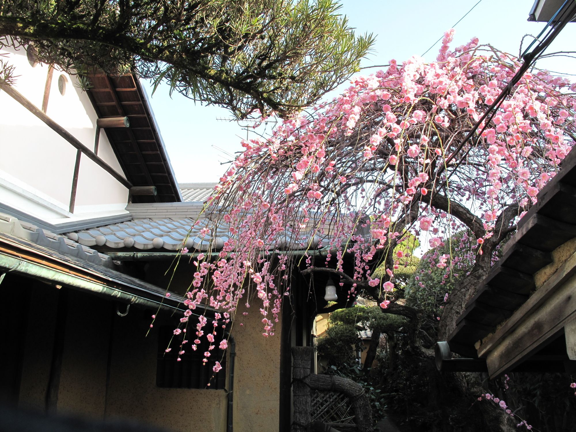 Guesthouse Nara Backpackers