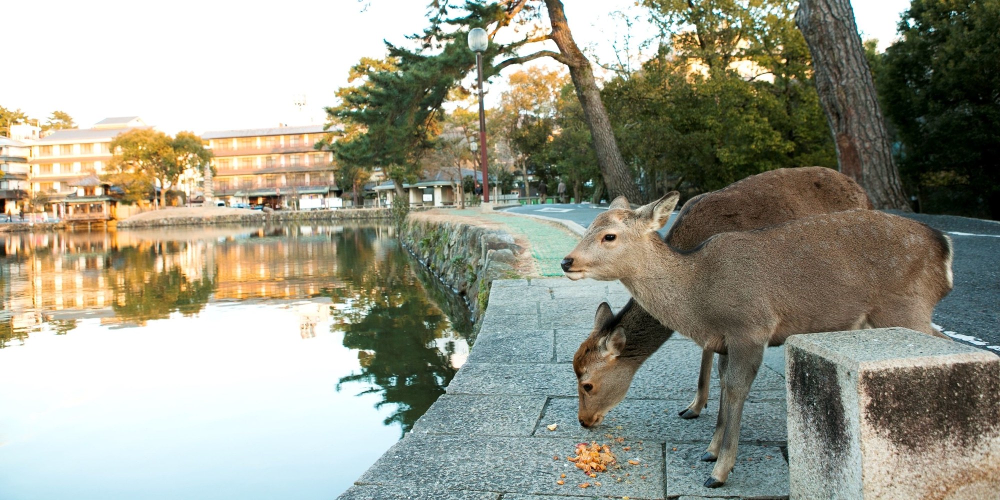 Tabist Nara Hakushikaso