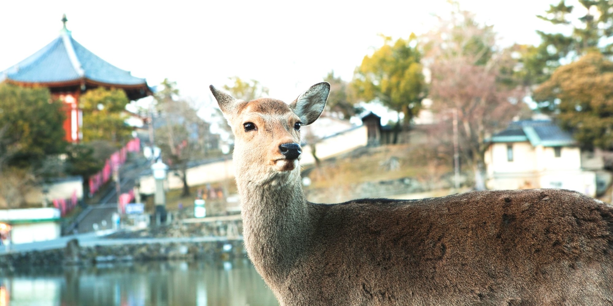Tabist Nara Hakushikaso