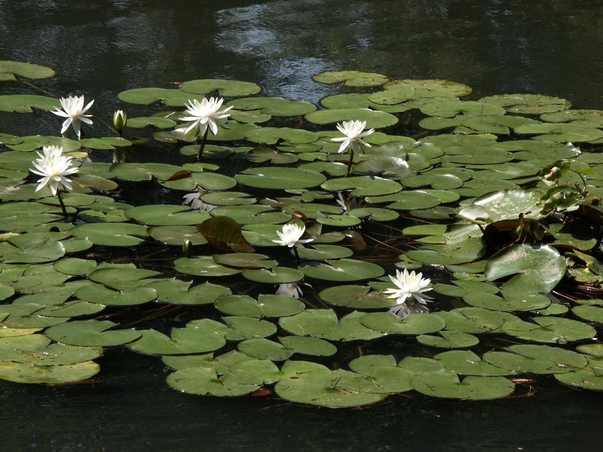Matsusaki