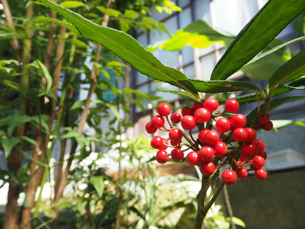Backpackers Hostel Tsubamenoyado