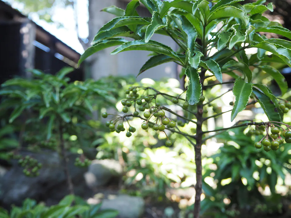 Backpackers Hostel Tsubamenoyado